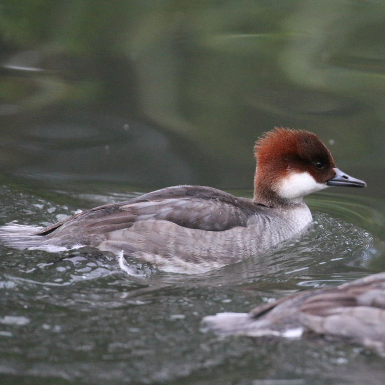 Smew - female