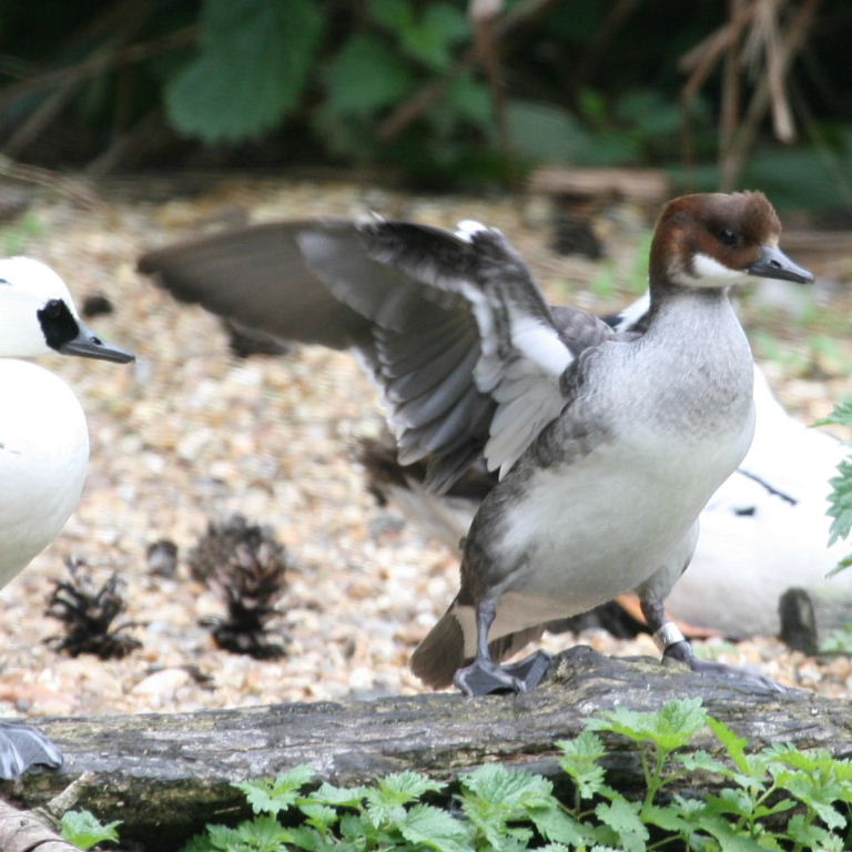 Smew female
