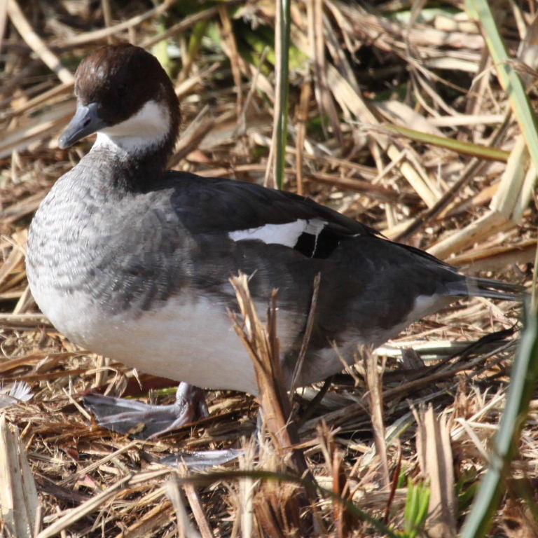 Smew female
