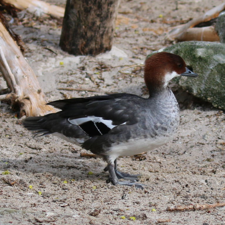 Smew female