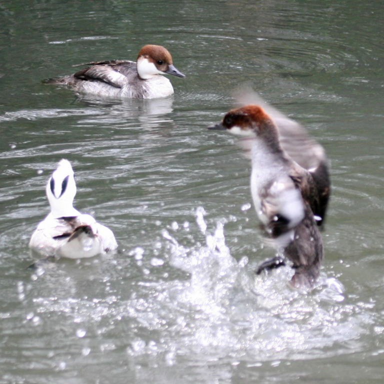 Smew