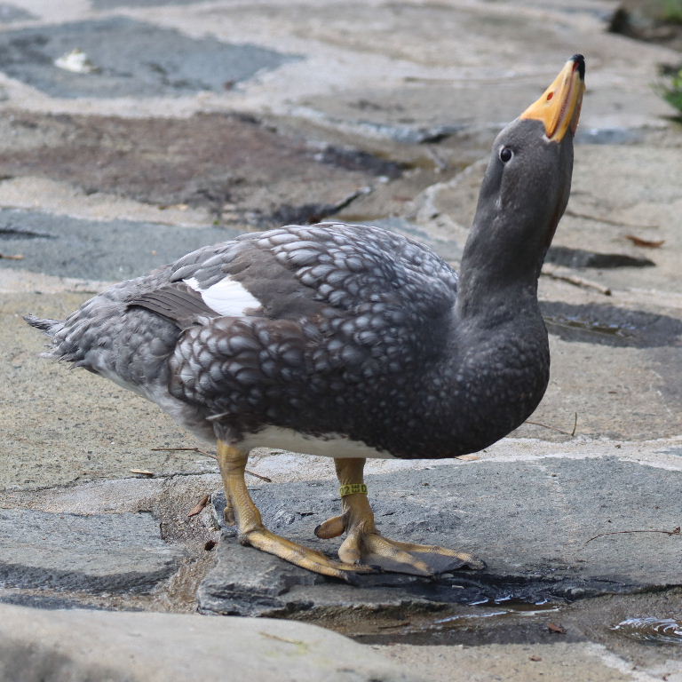 Magellanic Steamer Duck
