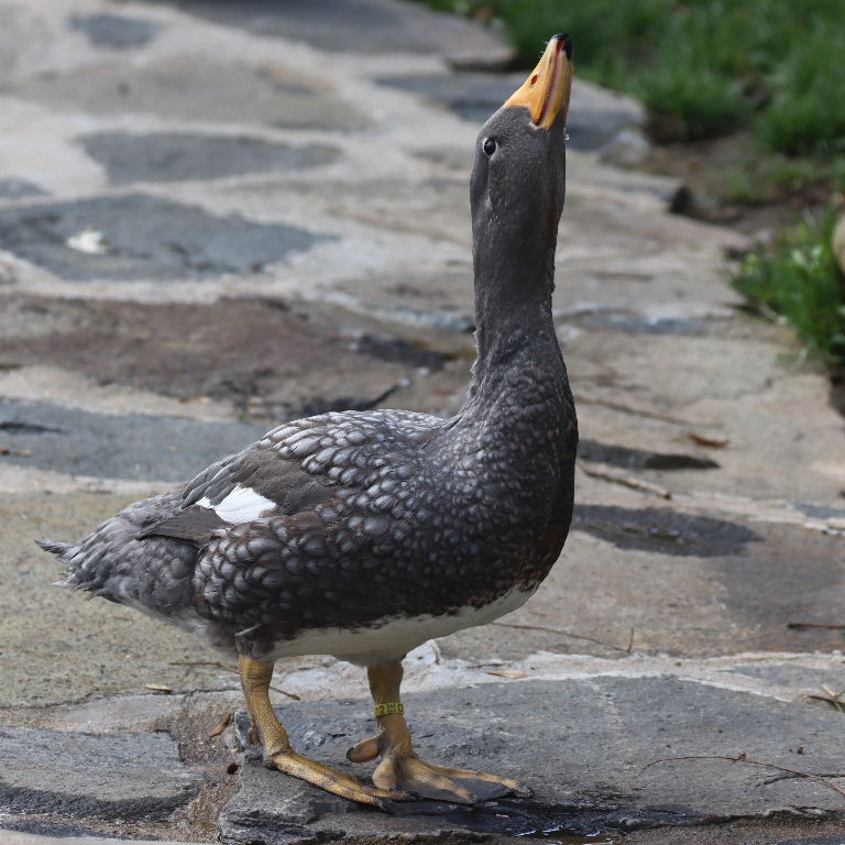 Magellanic Steamer Duck