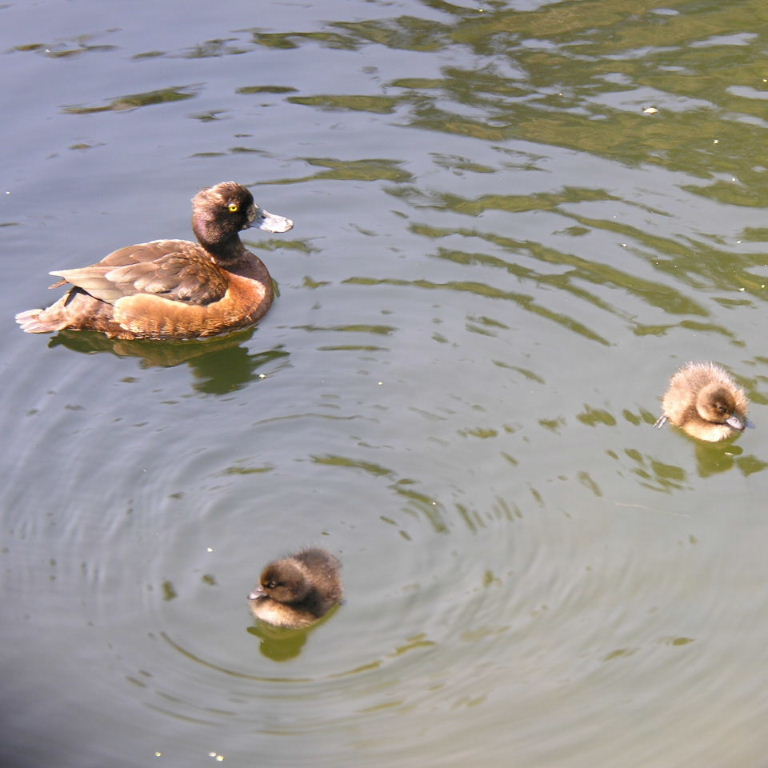 Tufted Duck female