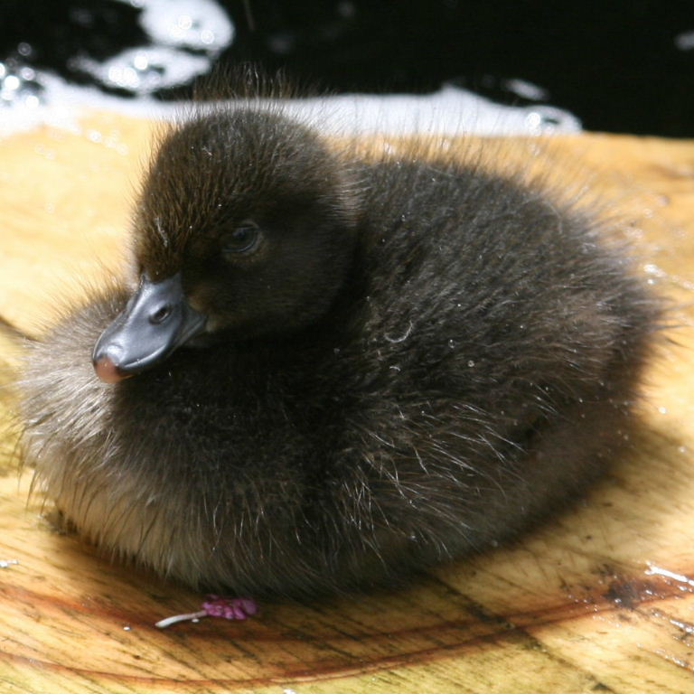 Tufted Duckling