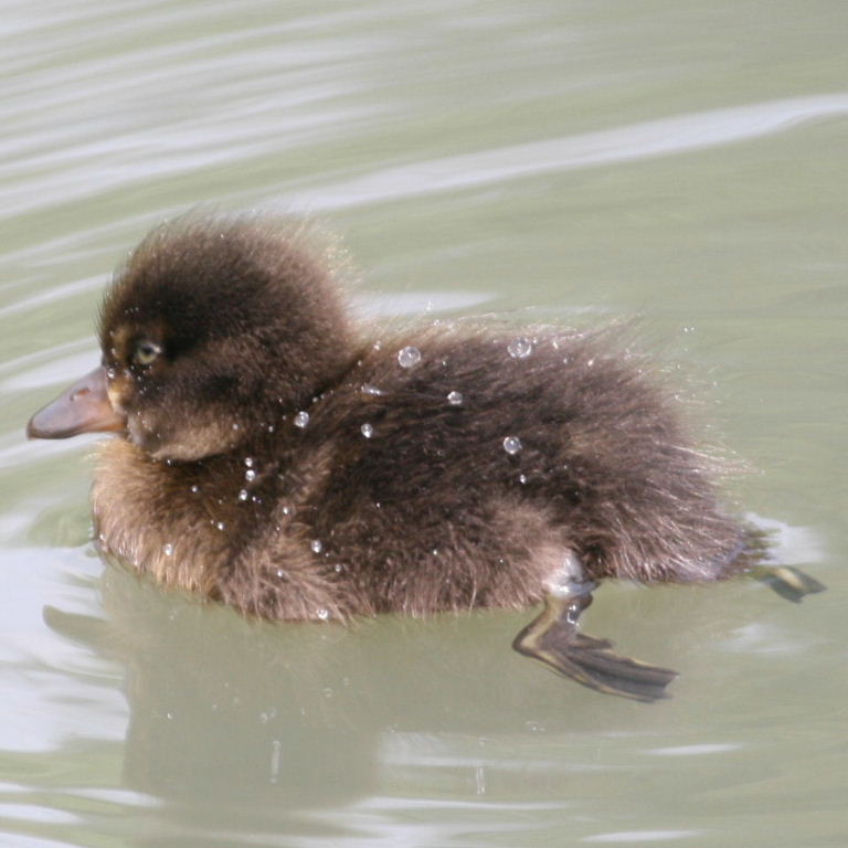 Tufted Duckling