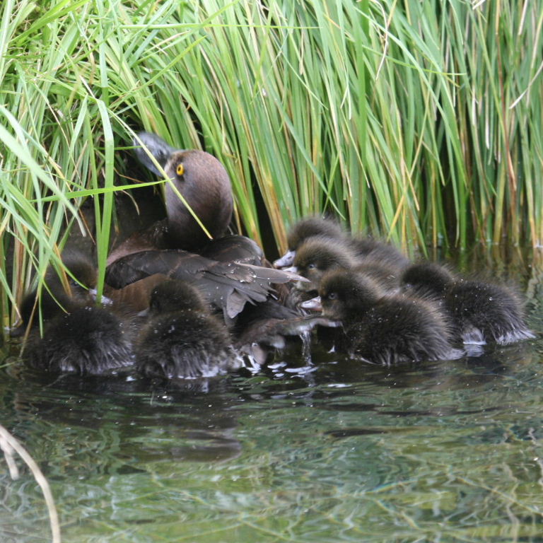 Tufted Ducklings