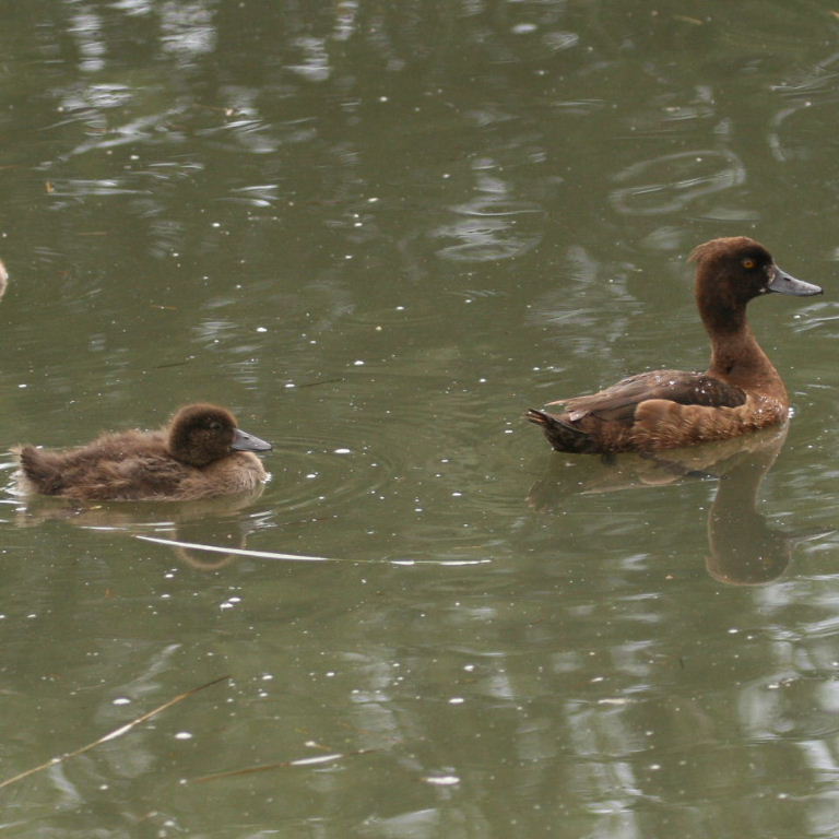 Tufted Ducklings
