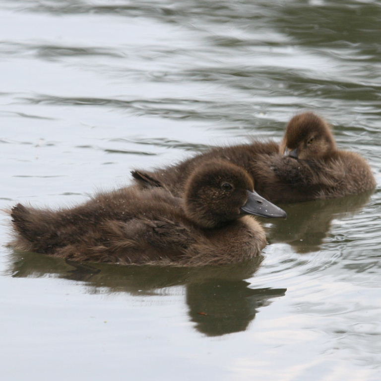 Tufted Ducklings
