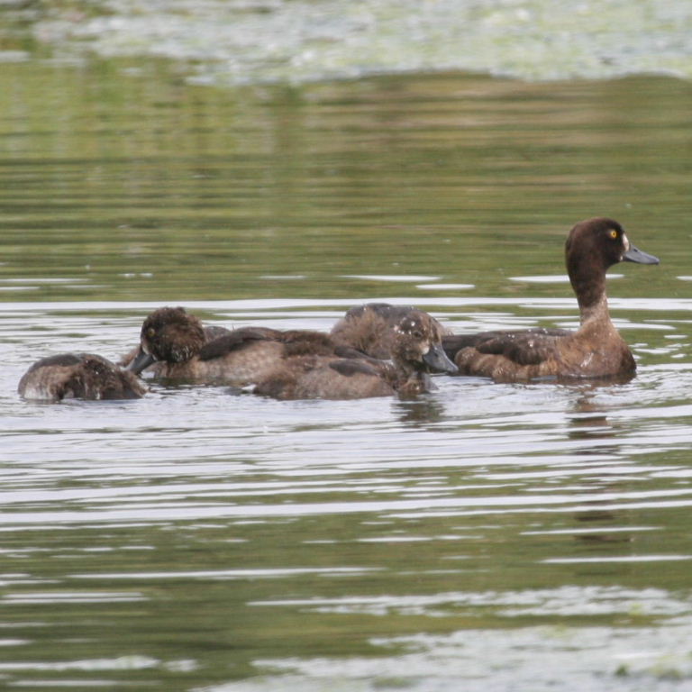 Tufted Ducklings