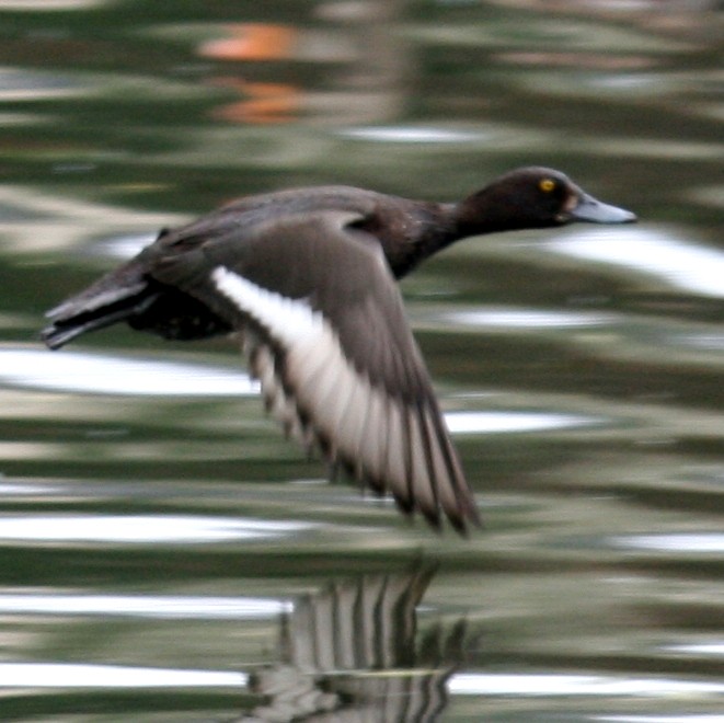 Tufted Duck female