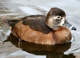 Ringneck duck
