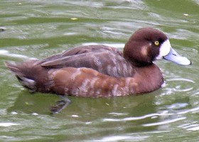 Scaup