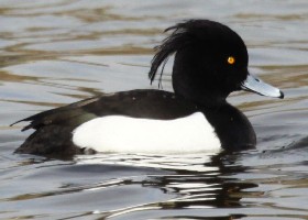 Tufted Drake