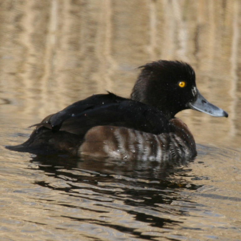 Tufted Duck female
