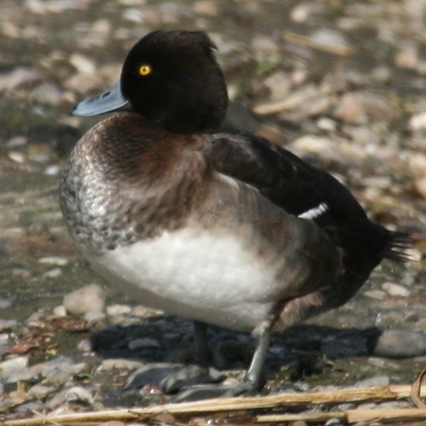 Tufted Duck female