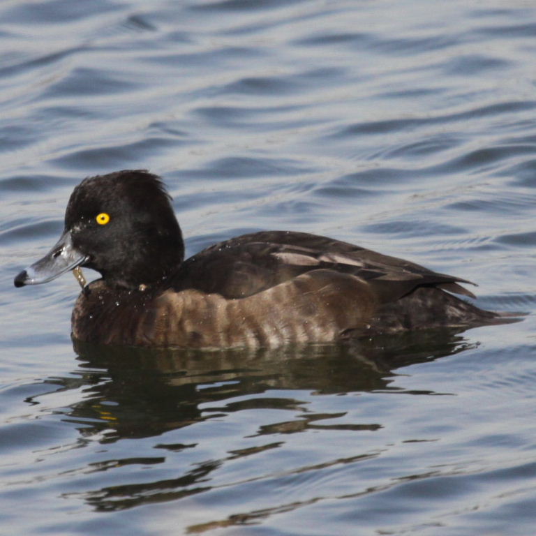 Tufted Duck female