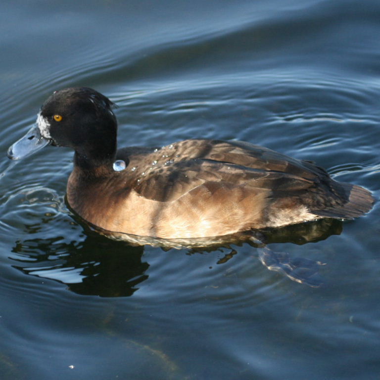 Tufted Duck female