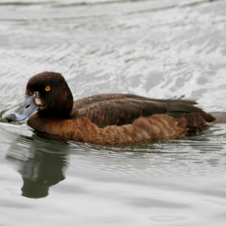 Tufted Duck female
