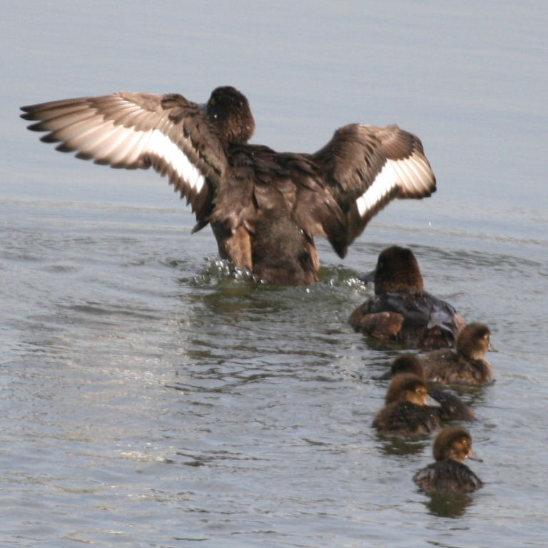 Tufted Duck female