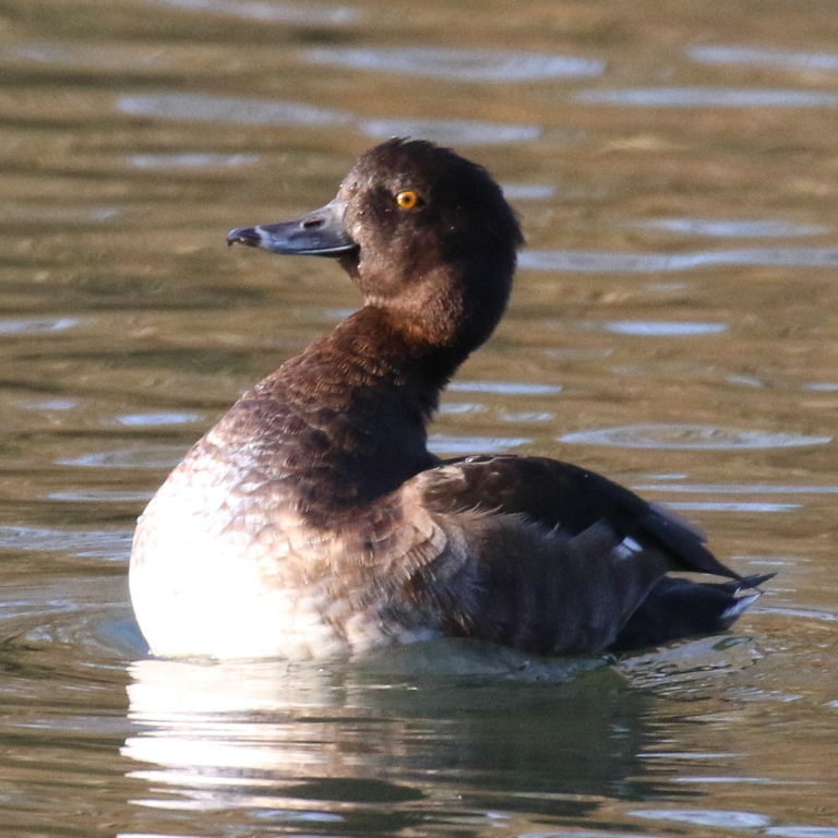 Tufted Duck juvenile