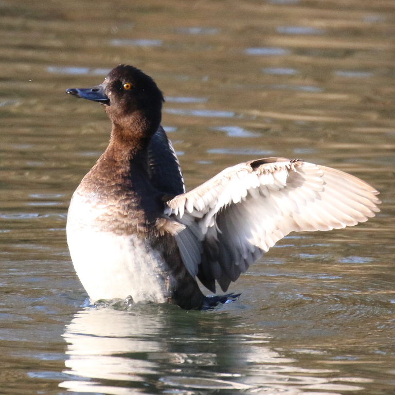 Tufted Duck juvenile