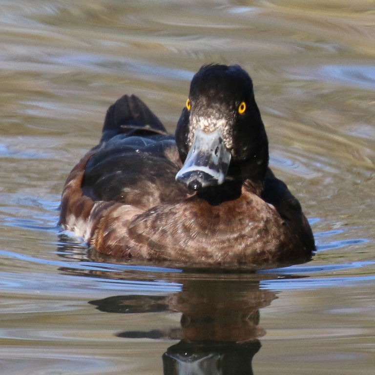 Tufted Duck female