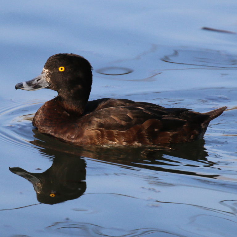 Tufted Duck female