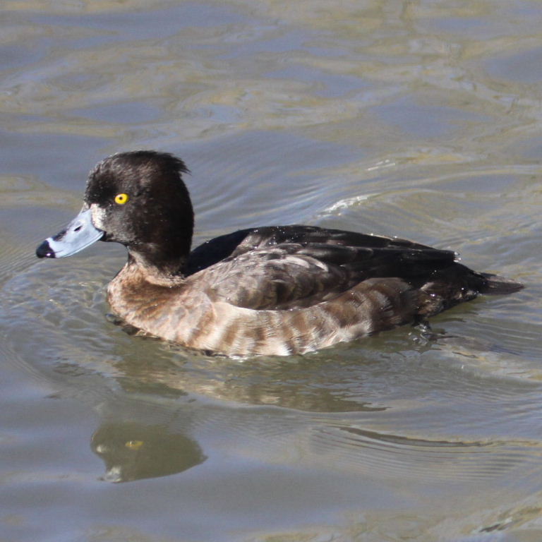 Tufted Duck female