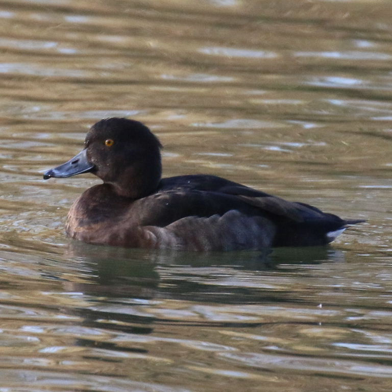 Tufted Duck