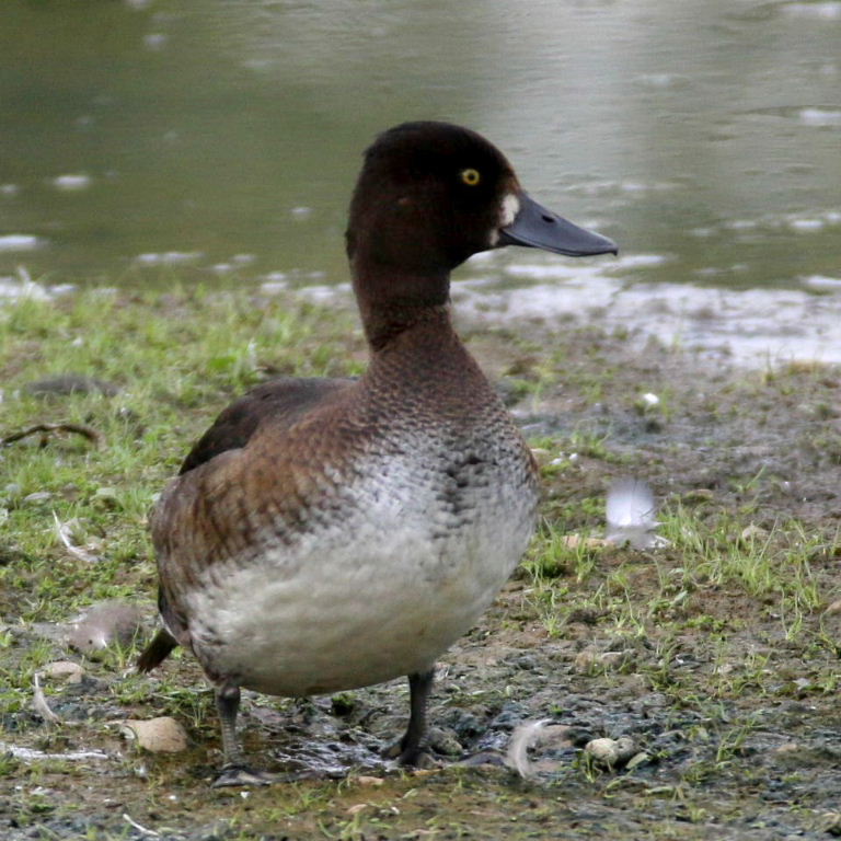 Tufted Duck or Scaup
