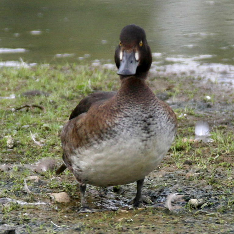Tufted Duck