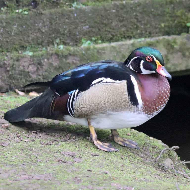 Wood Duck male