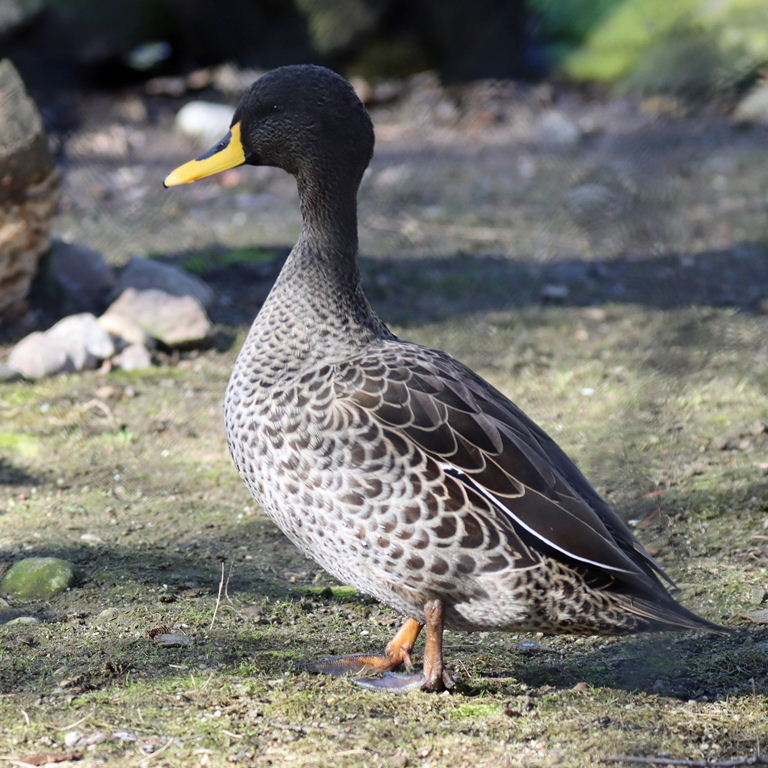 African Yellow-billed Duck