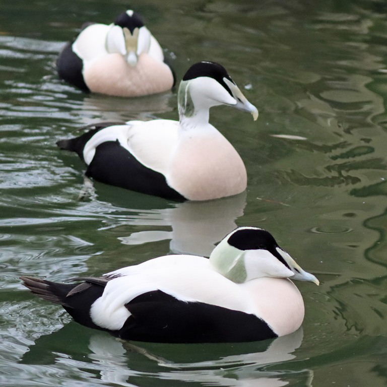 Eider drakes