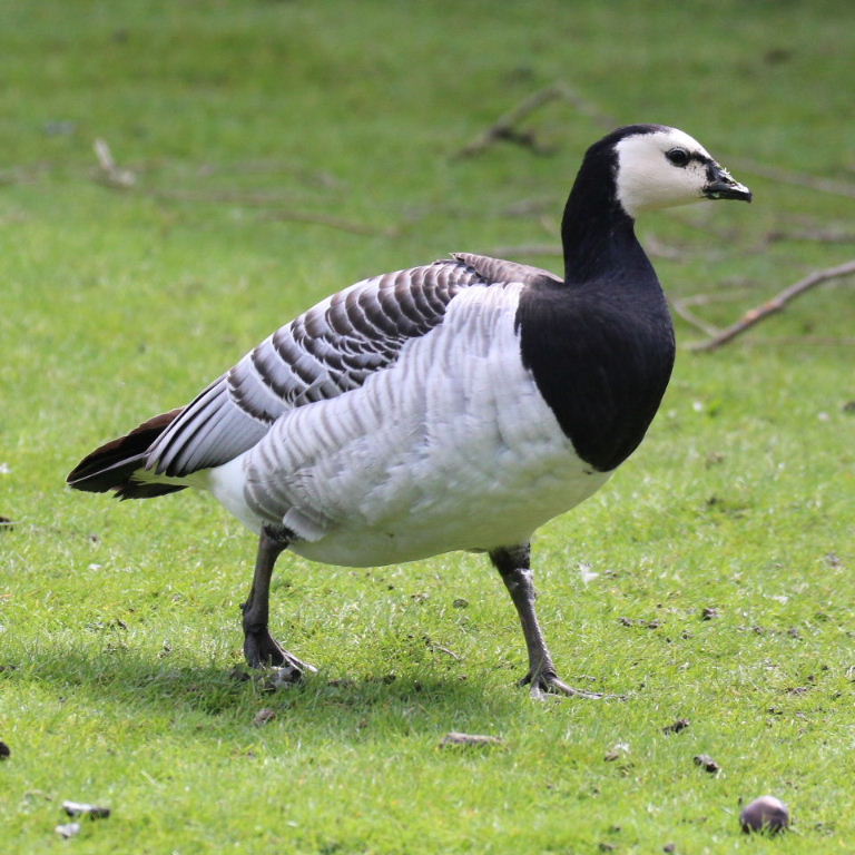 Barnacle Goose