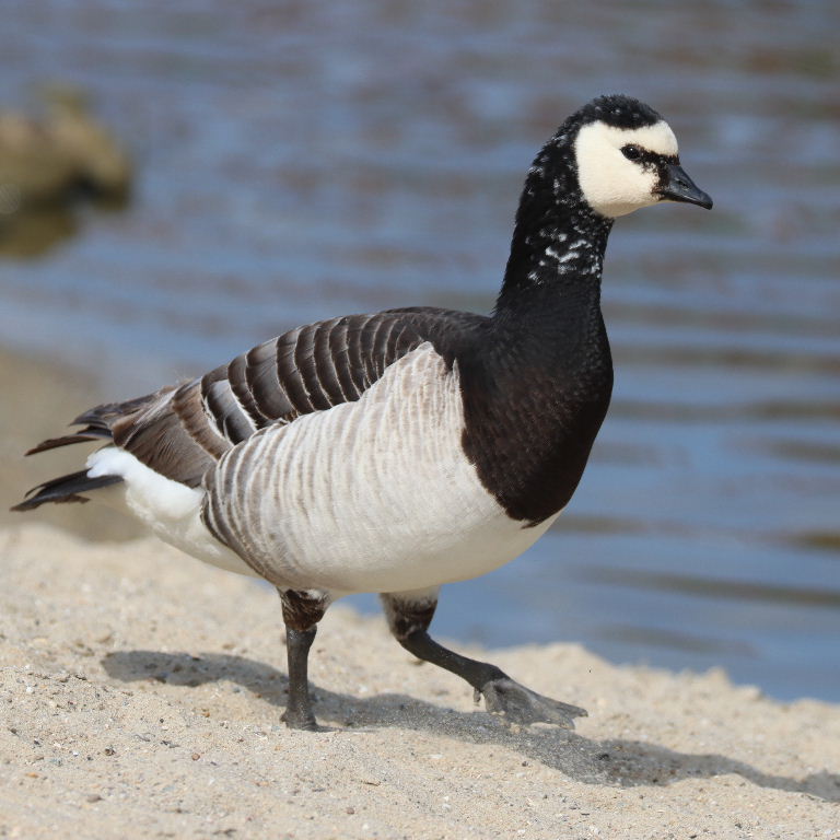 Barnacle Goose