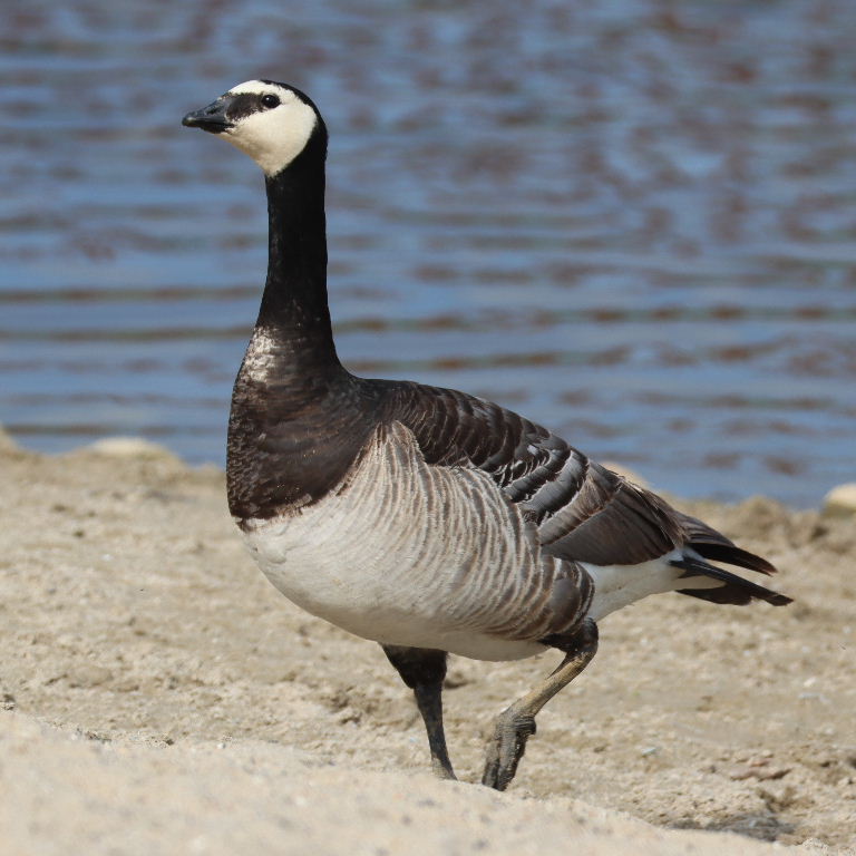 Barnacle Goose