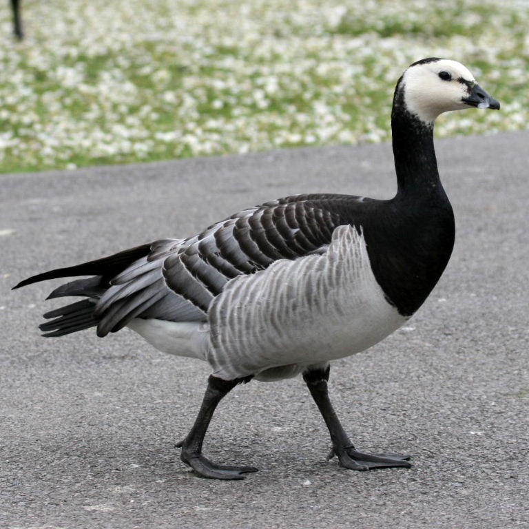 Barnacle Goose