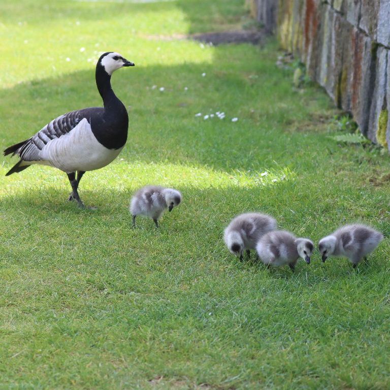 Barnacle Goslings