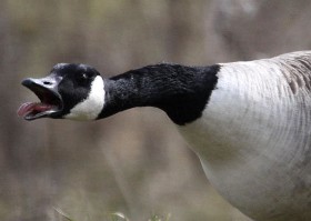 Main Canada Goose page