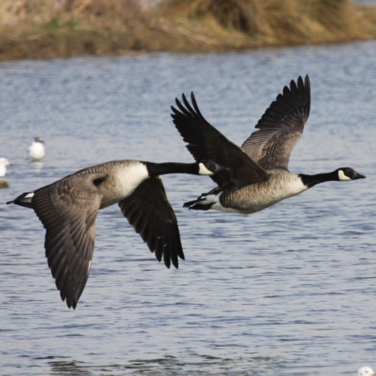 Canada Geese in fight