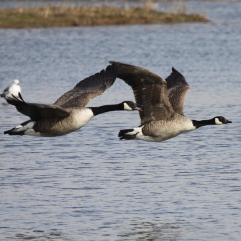 Canada Geese in fight