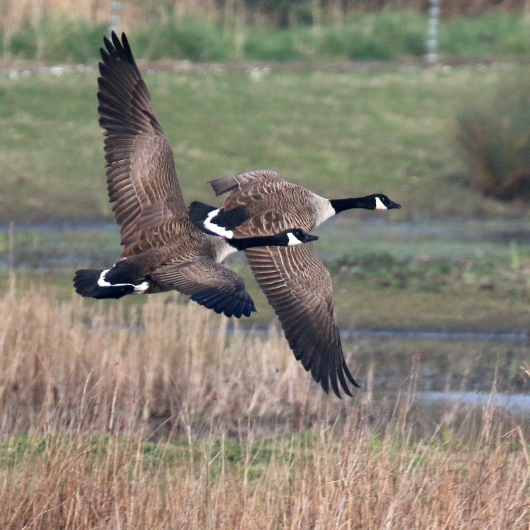 Canada Geese in fight