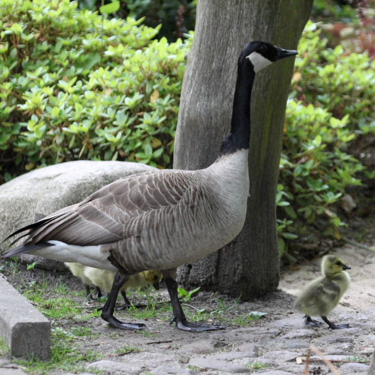 Canada Goose with Gosling