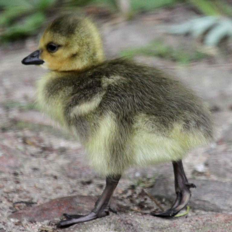 Canada gosling