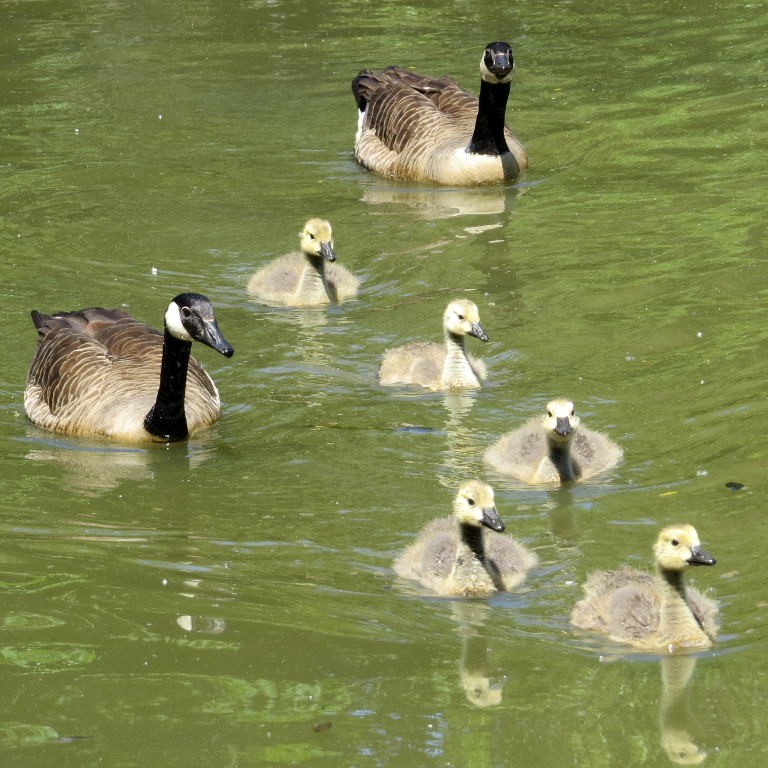 Canada Goose with Goslings