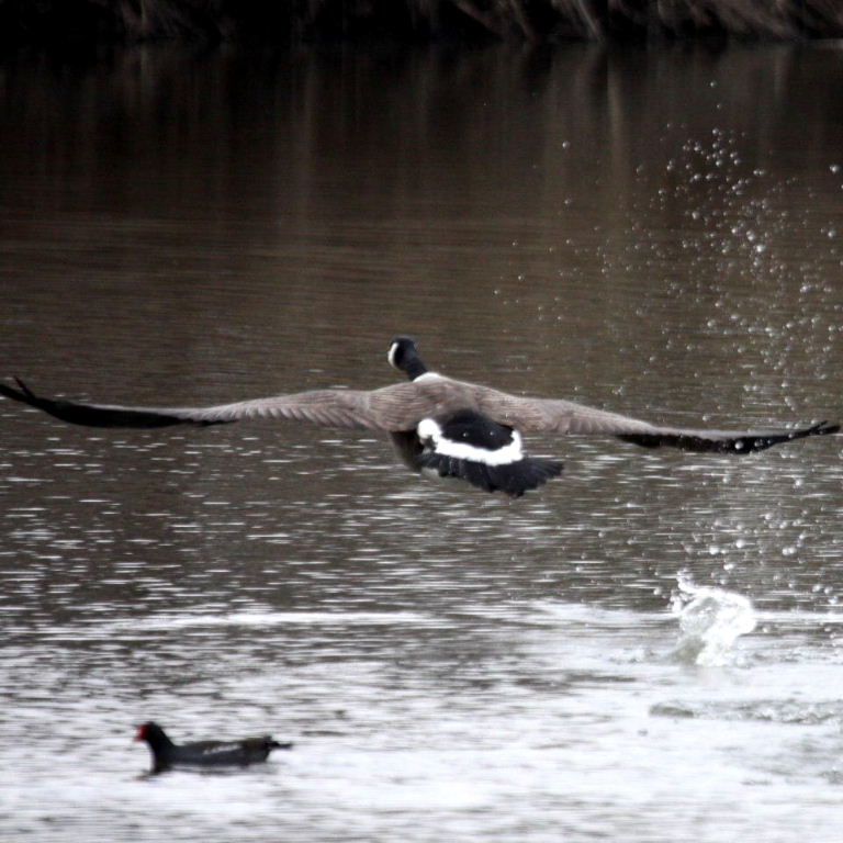 Canada Goose in fight