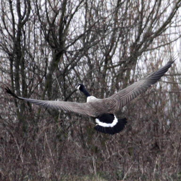 Canada Goose in flight