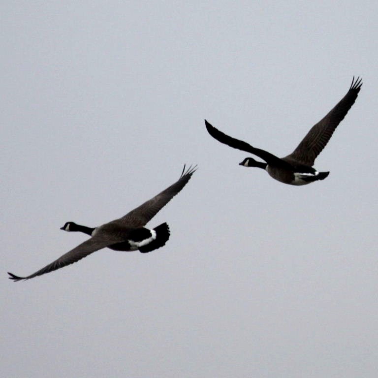Canada Geese in fight